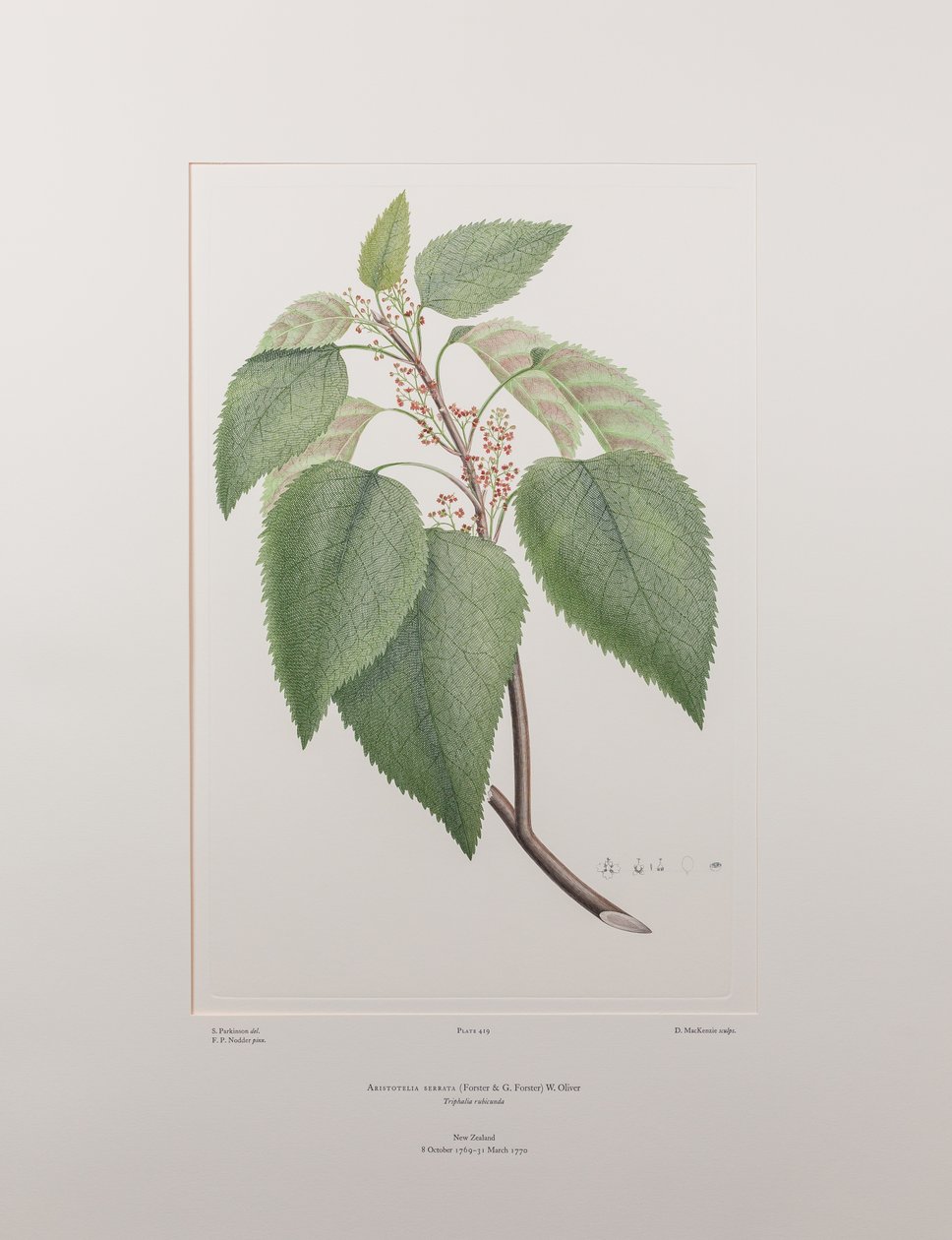 Aristotelia serrata (Elaeocarpaceae) - Levy 419, Banks