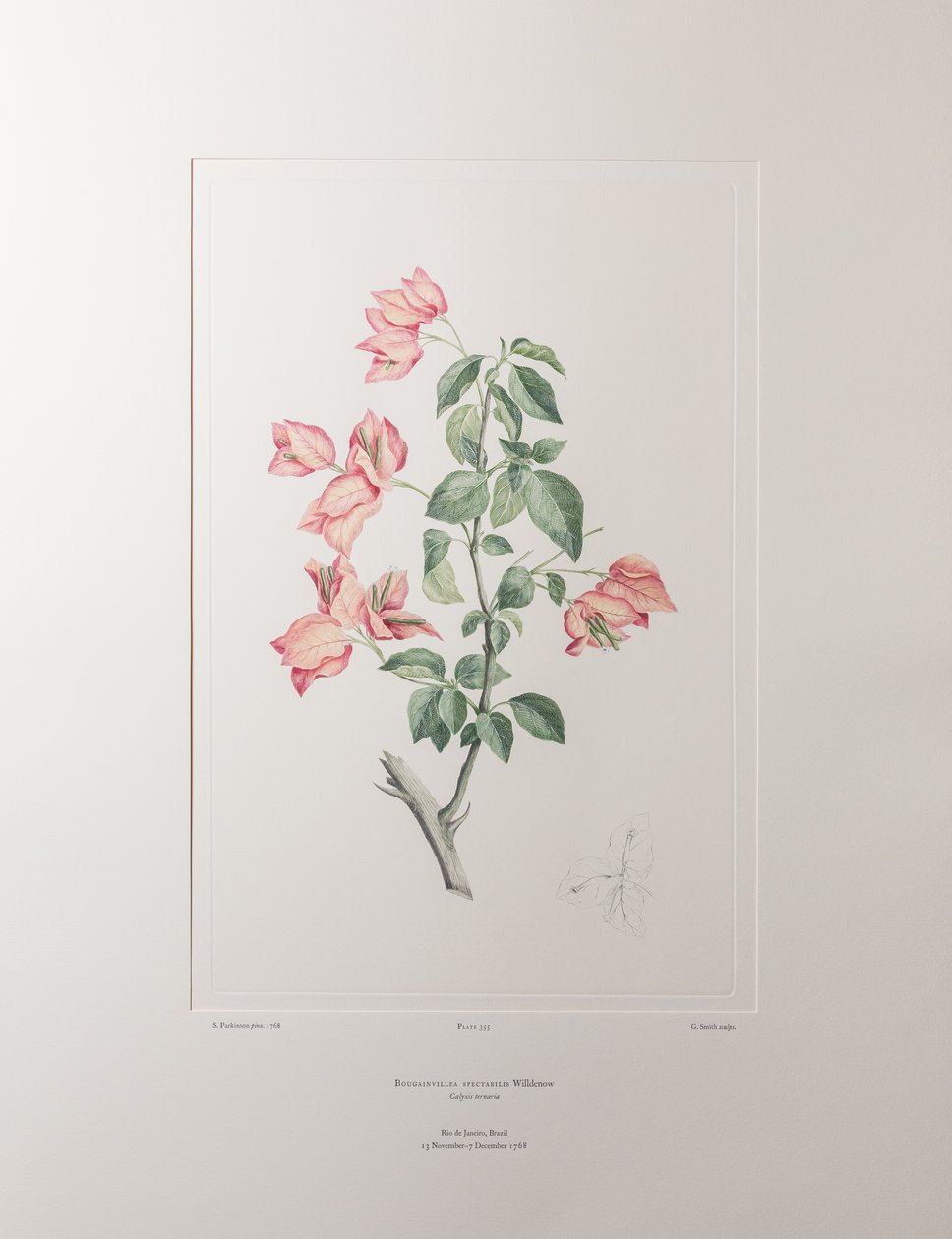 Bouganvillea spectabilis (Nyctaginaceae) - Levy 355, Banks