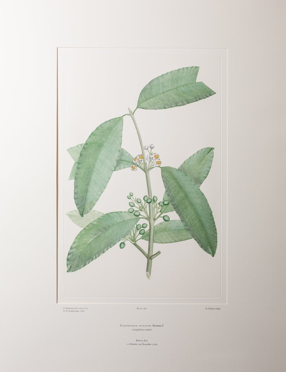 Calophyllum soulattri (Guttiferae) - Levy 362, Banks