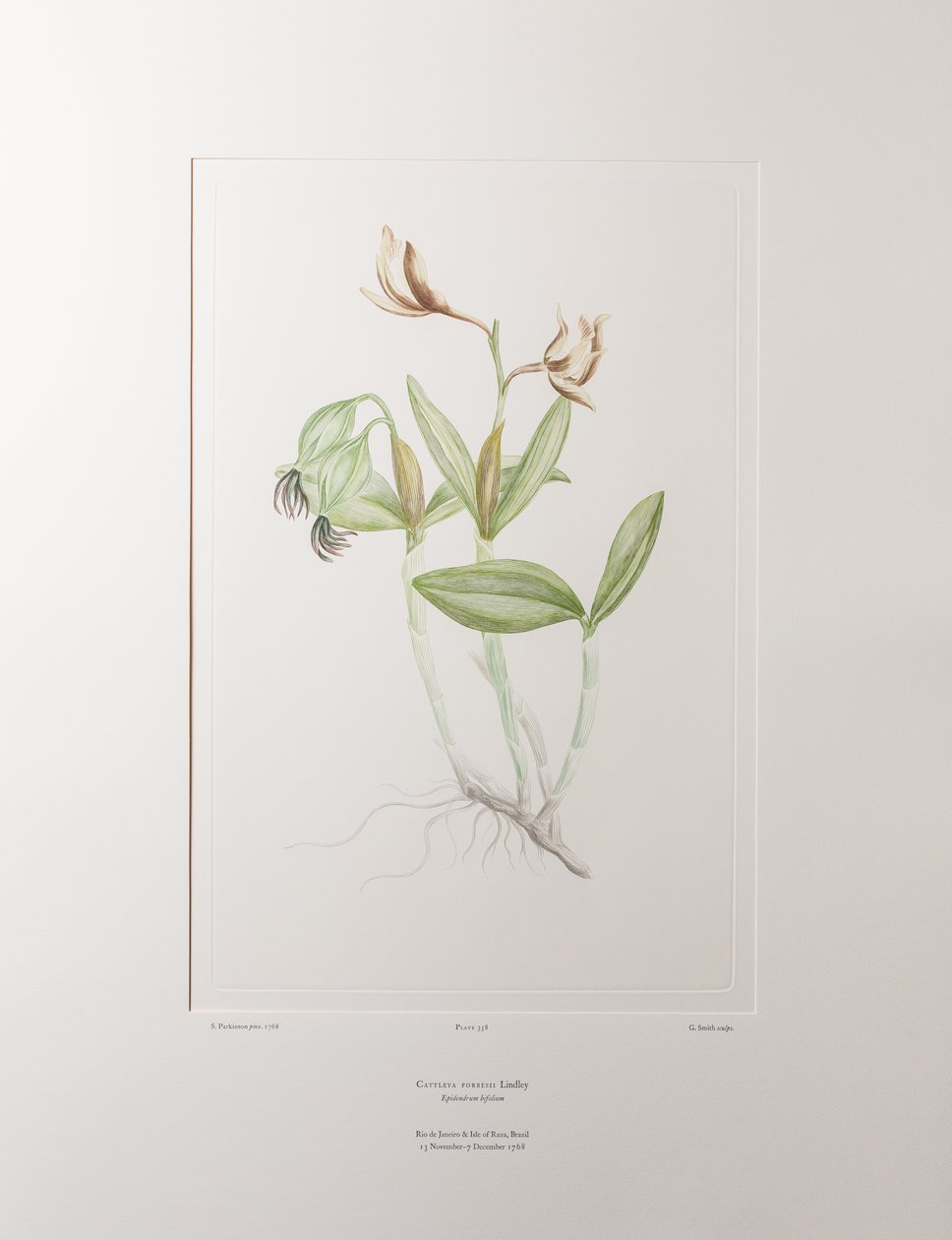 Cattleya forbesii (Orchidaceae) - Levy 358, Banks