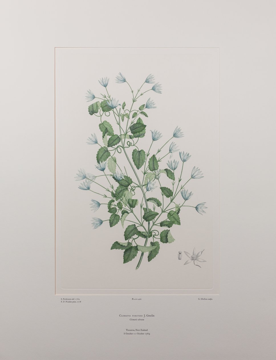 Clematis forsteri (Ranunculaceae) - Levy 402, Banks