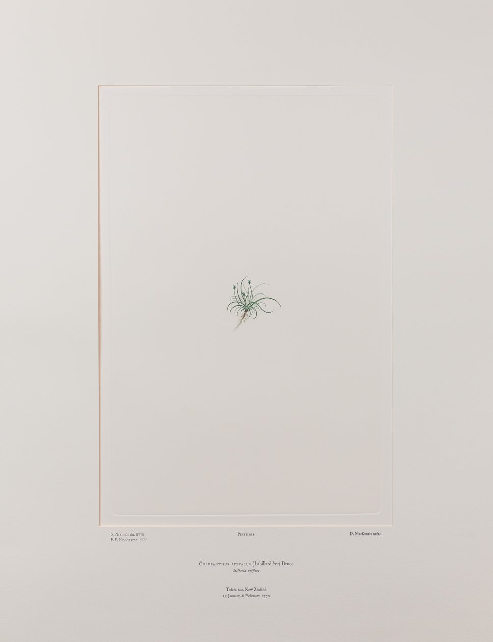 Colobanthus apetalus (Caryophyllaceae) - Levy 414, Banks