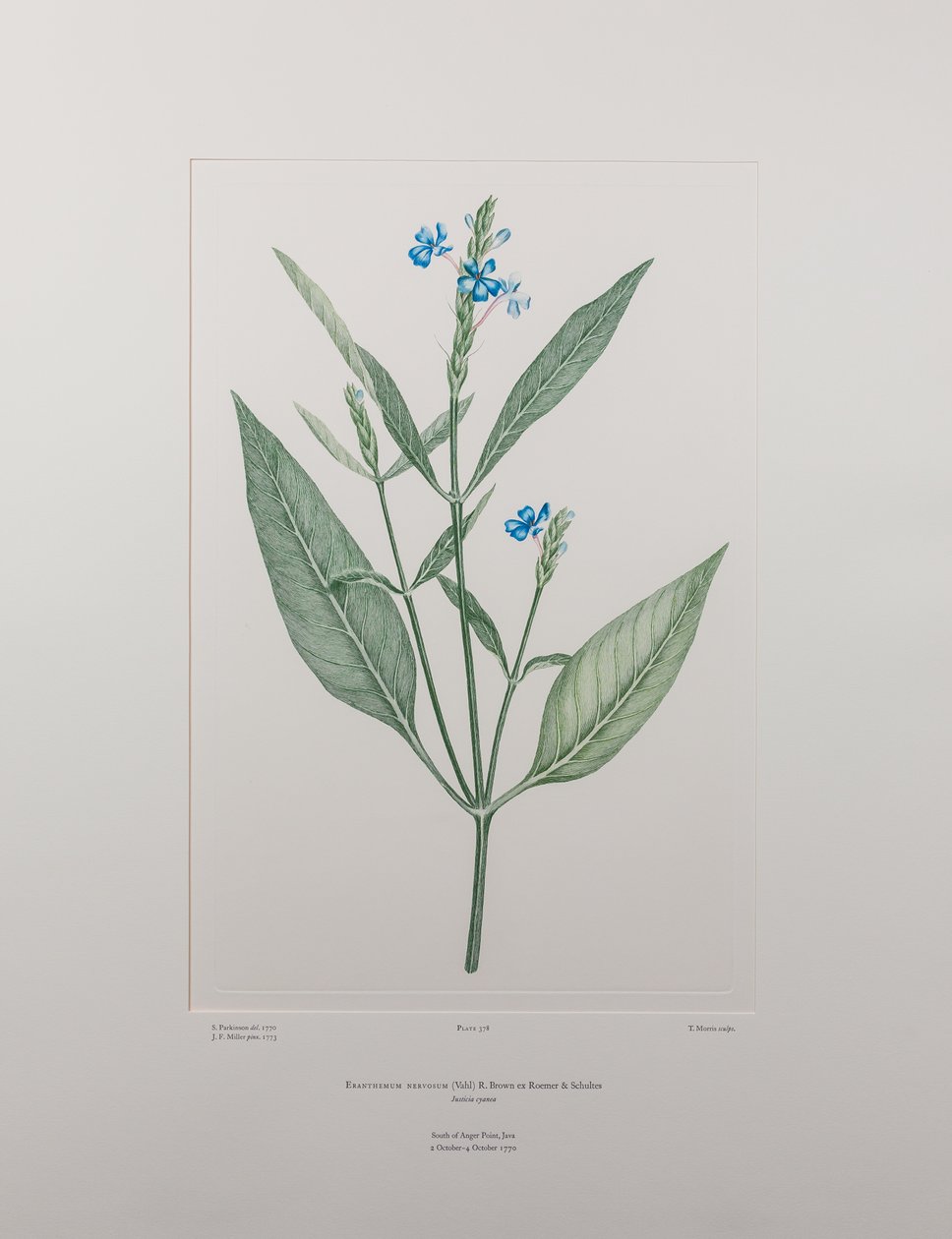 Eranthemum nervosa (Acanthaceae) - Levy 378, Banks