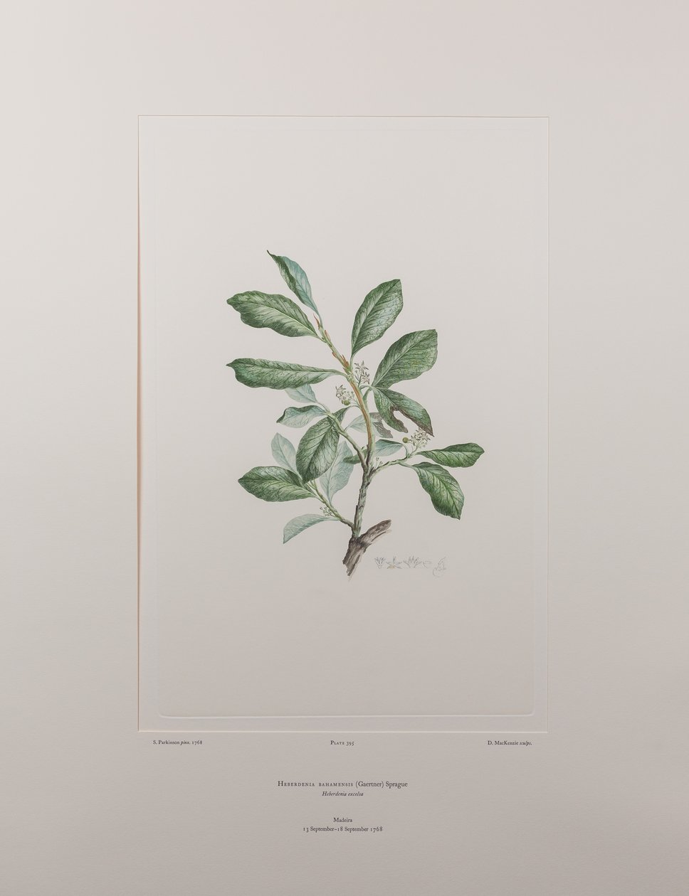 Heberdenia bahamensis (Myrsinaceae) - Levy 395, Banks