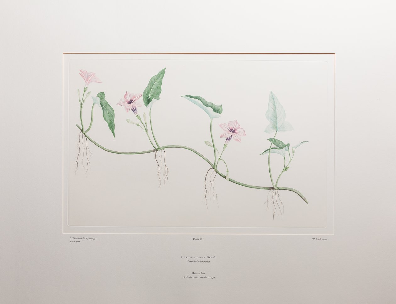 Ipomoea aquatica (Convolvulaceae) - Levy 375, Banks