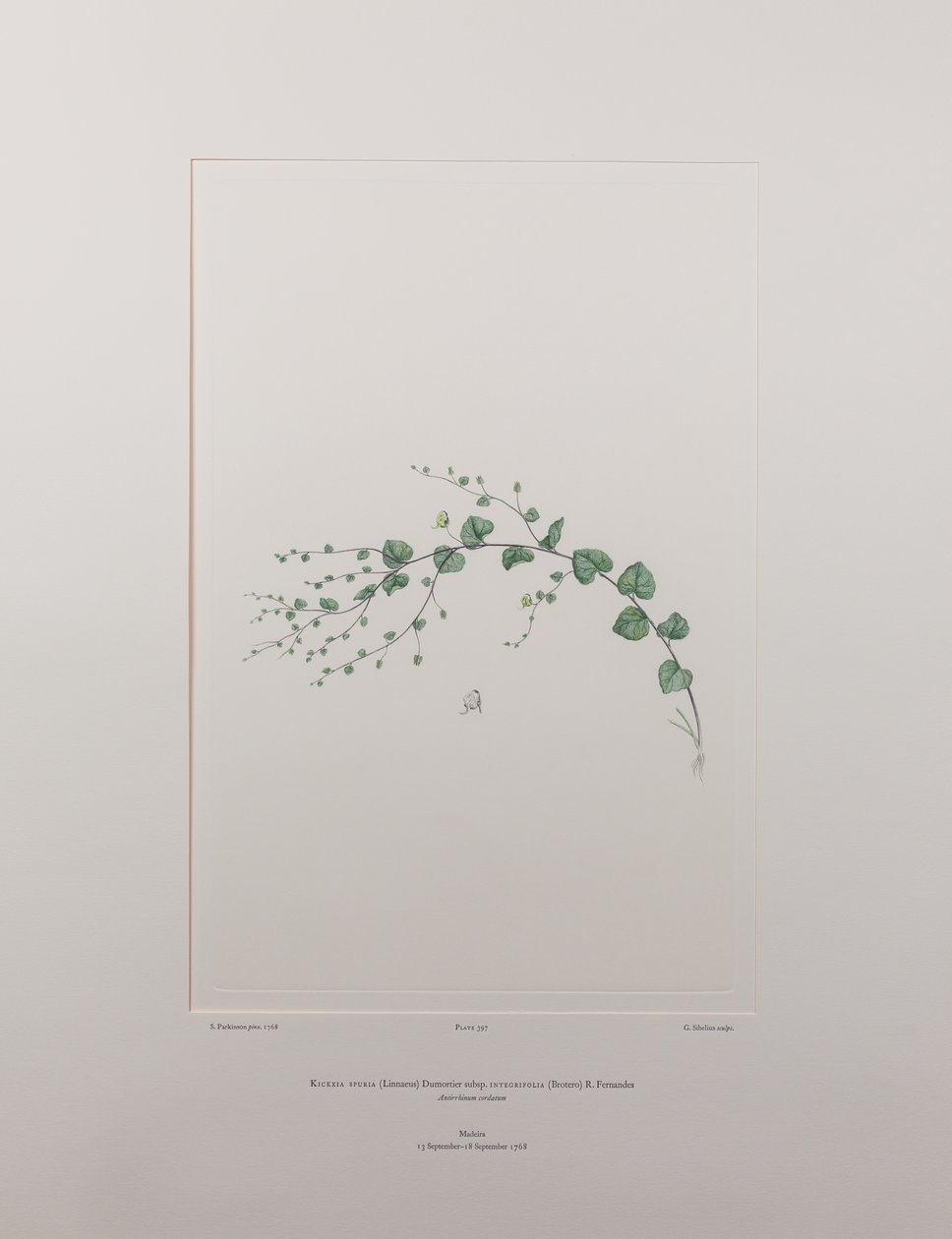 Kicksia spuria subsp. integrifolia (Scrophulariaceae) - Levy 397, Banks