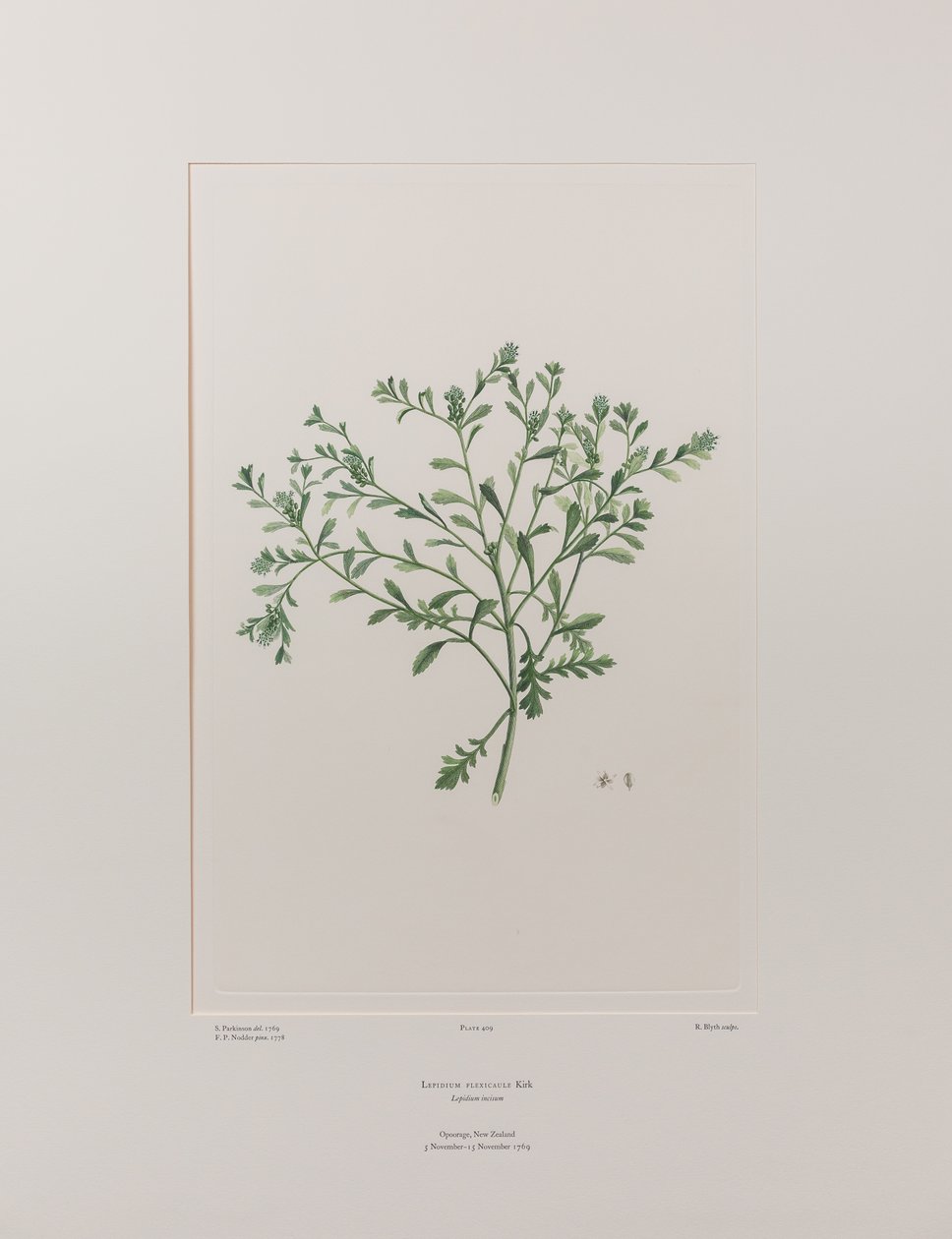 Lepidium flexicaule (Cruciferae) - Levy 409, Banks