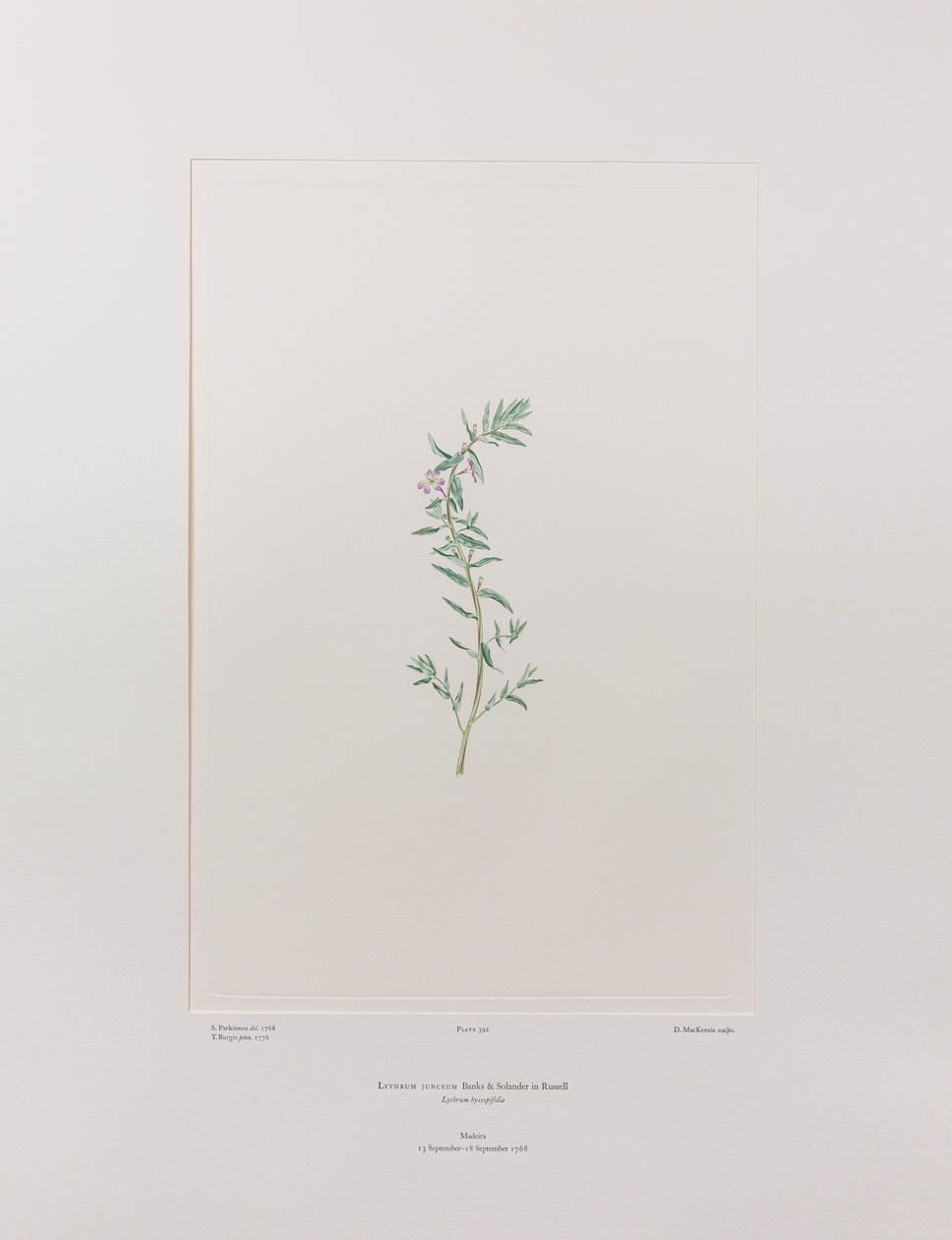 Lythrum junceum (Lythraceae) - Levy 392, Banks