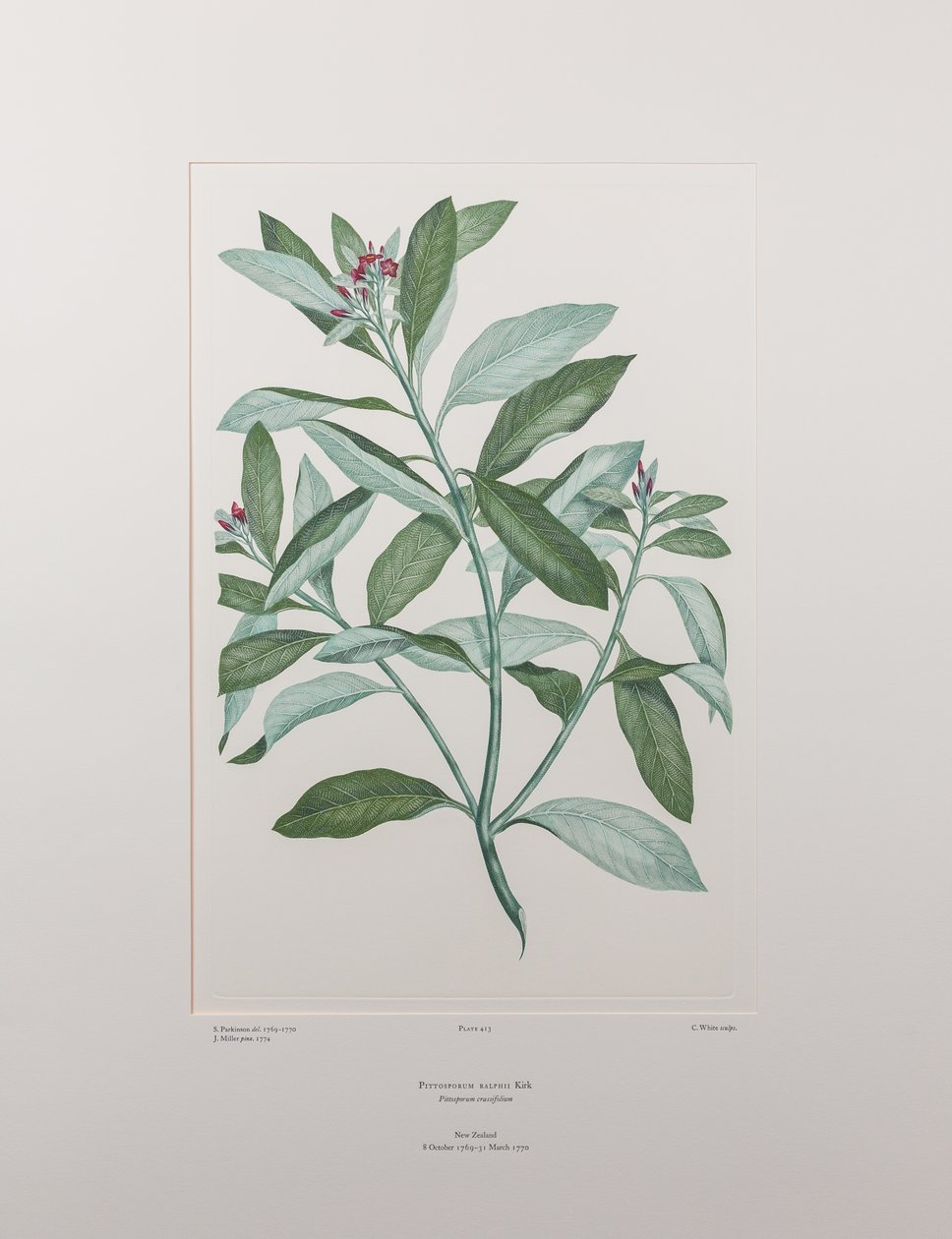 Pittosporum ralphii (Pittosporaceae) - Levy 413, Banks