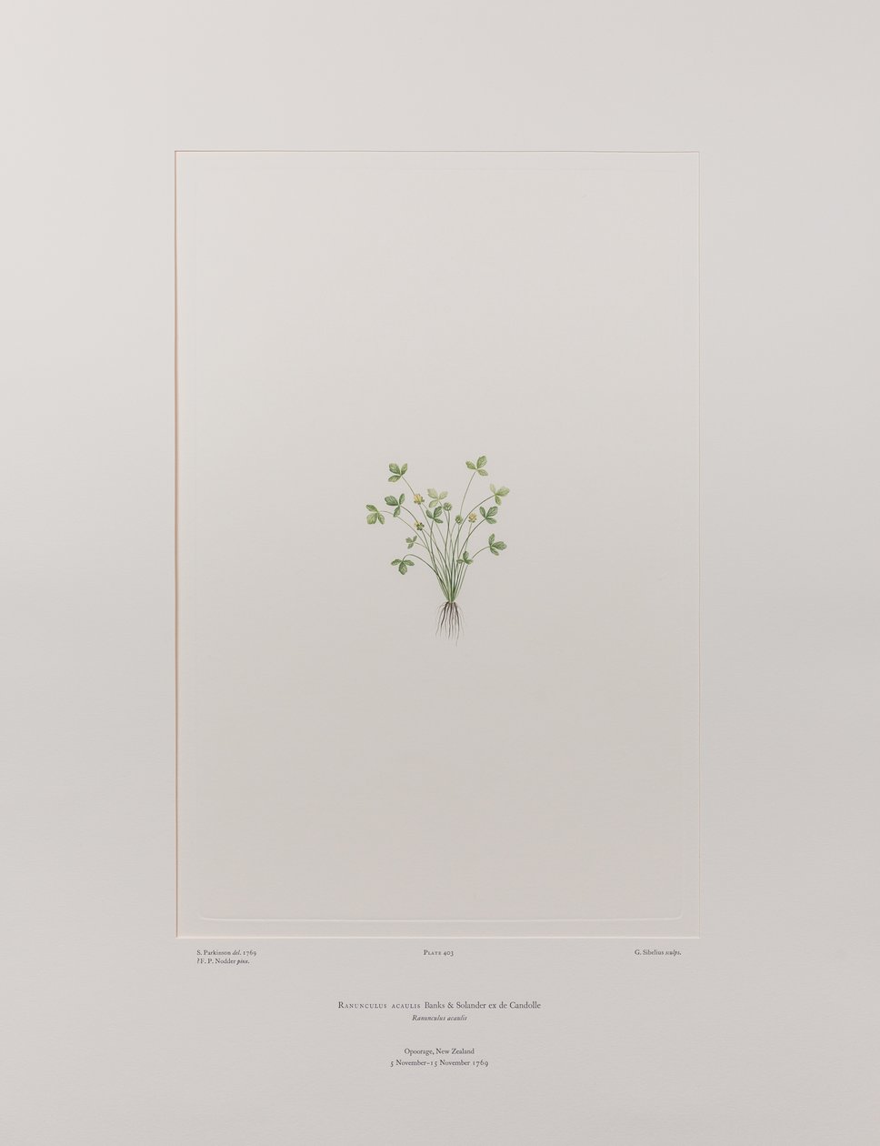 Ranunculus acaulis (Ranunculaceae) - Levy 403, Banks