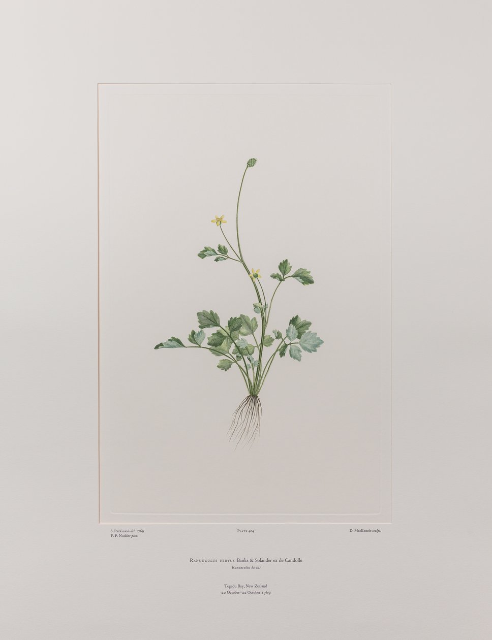 Ranunculus hirtus (Ranunculaceae) - Levy 404, Banks