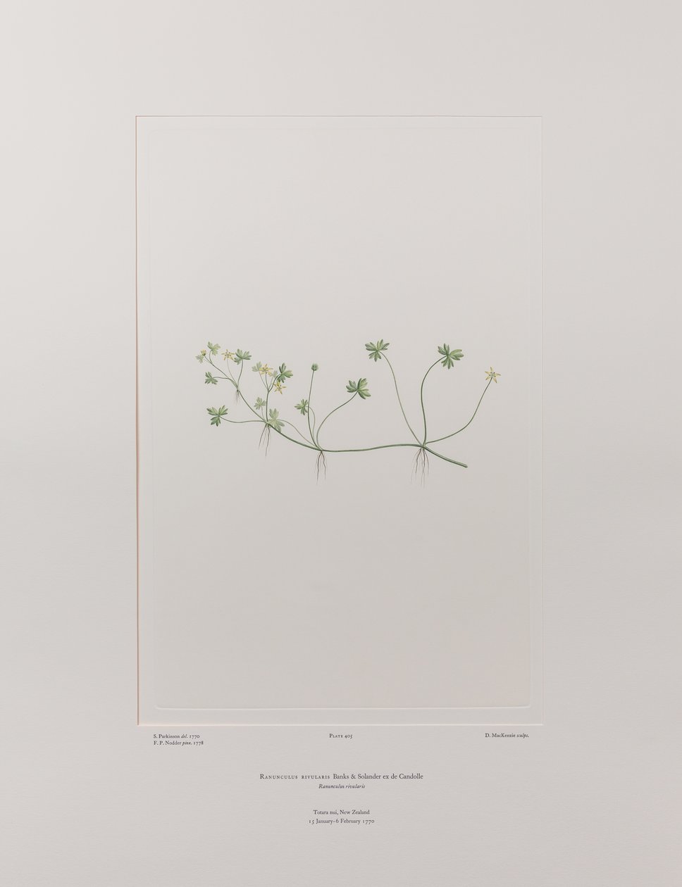Ranunculus rivularis (Ranunculaceae) - Levy 405, Banks