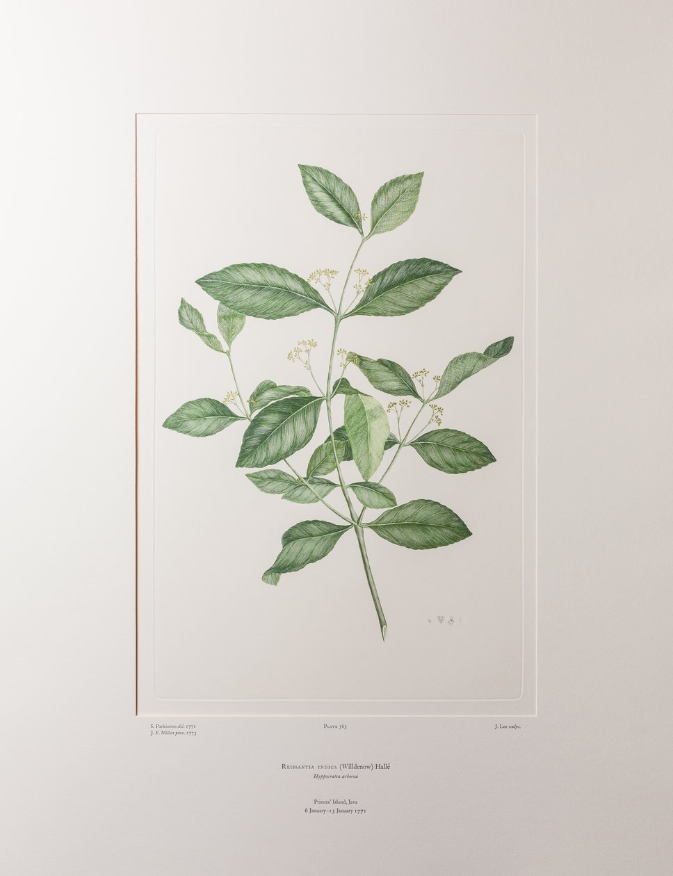 Reissantia indica (Celastraceae) - Levy 363, Banks