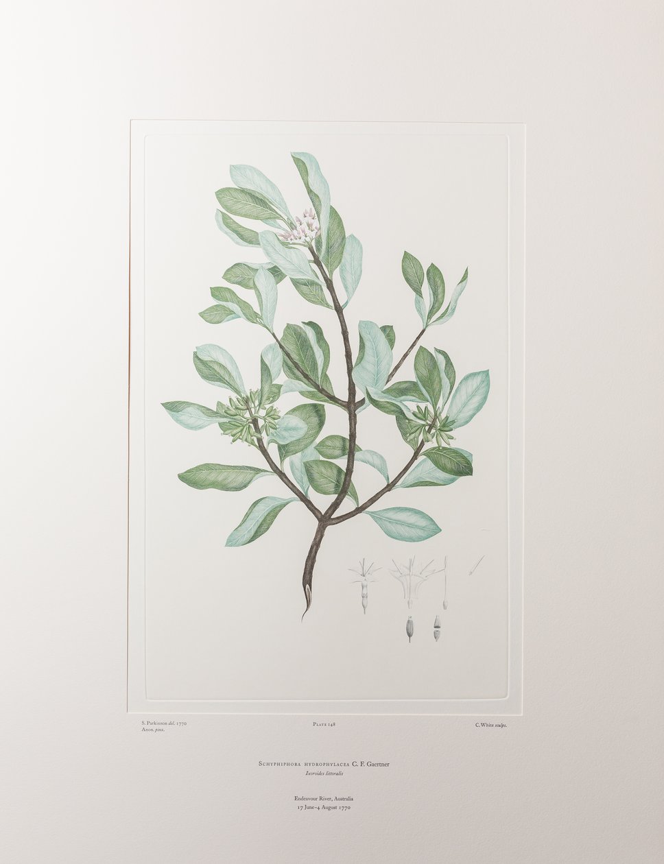 Schyphiphora hydrophyllacea (Rubiaceae) - Levy 148, Banks