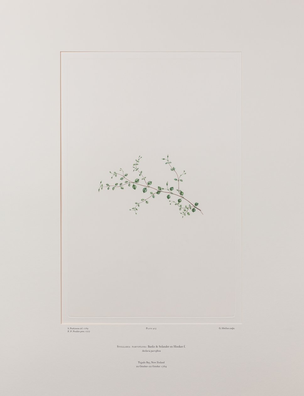Stellaria parviflora (Caryophyllaceae) - Levy 415, Banks