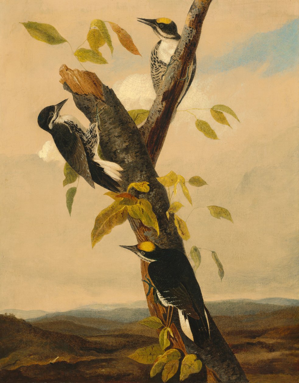 Mustaselkäinen kolmivarpaatikka, 18311833. tekijältä Joseph Bartholomew Kidd