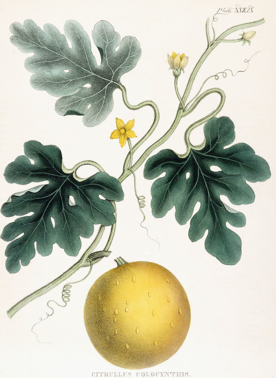 Colocynth, teoksesta "Lääketieteellisen kasvitieteen kuvat: Kasvien värilliset hahmot, jotka tarjoavat Materia Medican tärkeitä artikkeleita". J.H. Colen, 1847 tekijältä Joseph Carson