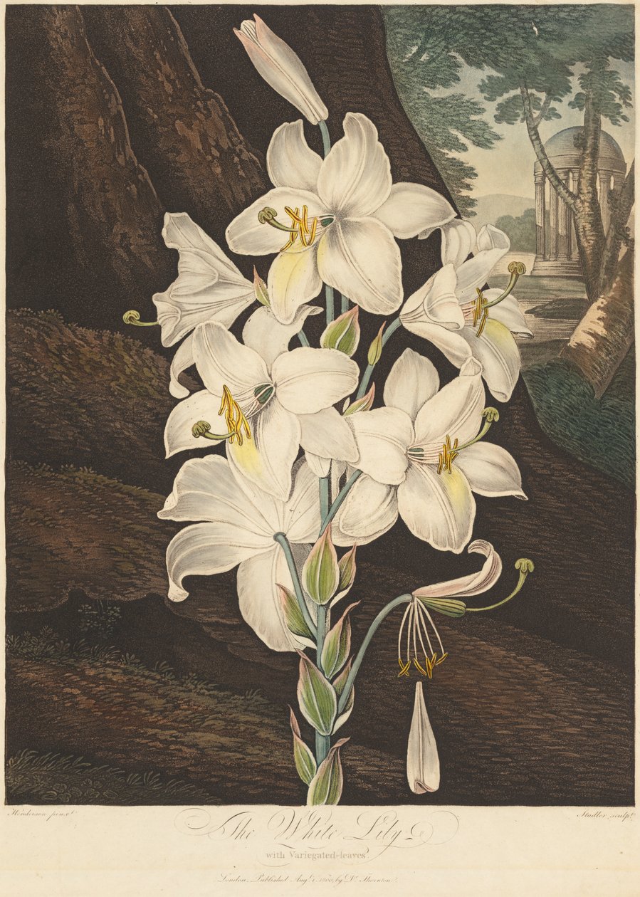 Floran temppeli eli luonnonpuutarha: Valkoinen lilja kirjavilla lehdillä..., 1800. tekijältä Joseph Constantine Stadler