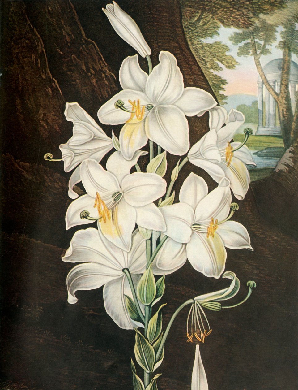 Valkoinen lilja, c1800, 1948. tekijältä Joseph Constantine Stadler
