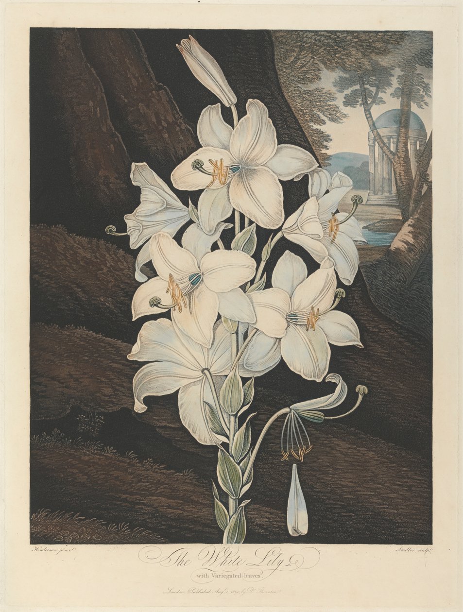 Valkoinen kirjavalehtinen lilja, 1800, Robert John Thorntonilta, "Floran temppeli", 1799-1812 tekijältä Joseph Constantine Stadler