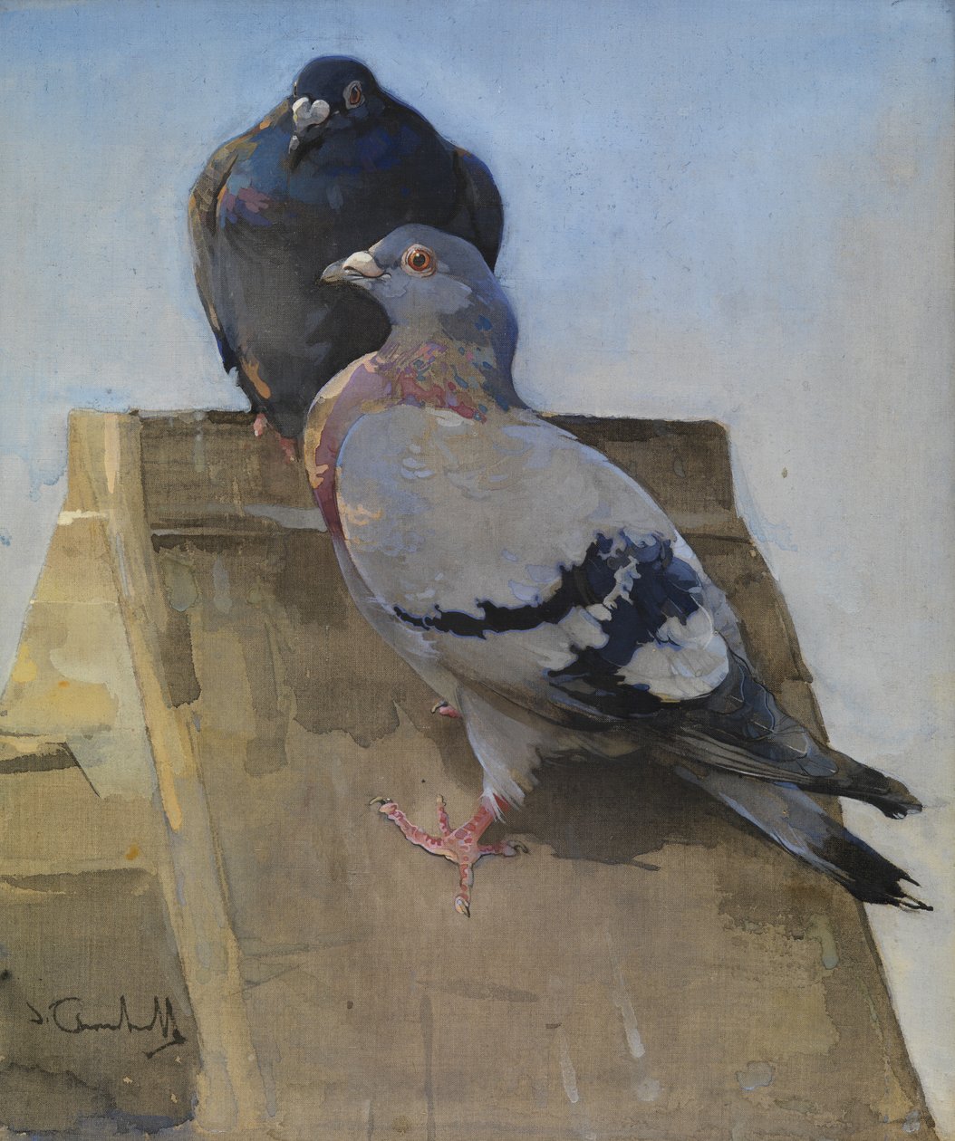 Kyyhkyset katolla (guassi pellavalle) tekijältä Joseph Crawhall