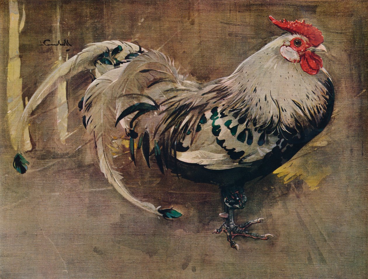 Spangled Cock, 1903 1935 tekijältä Joseph Crawhall
