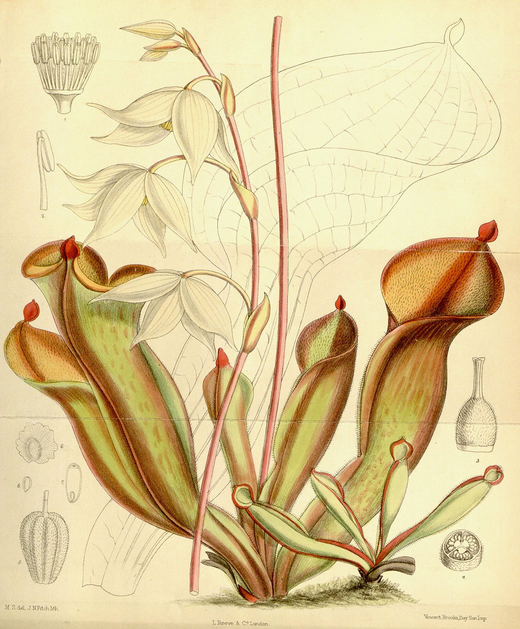 Heliamphora nutans. 1890 tekijältä Joseph Dalton Hooker