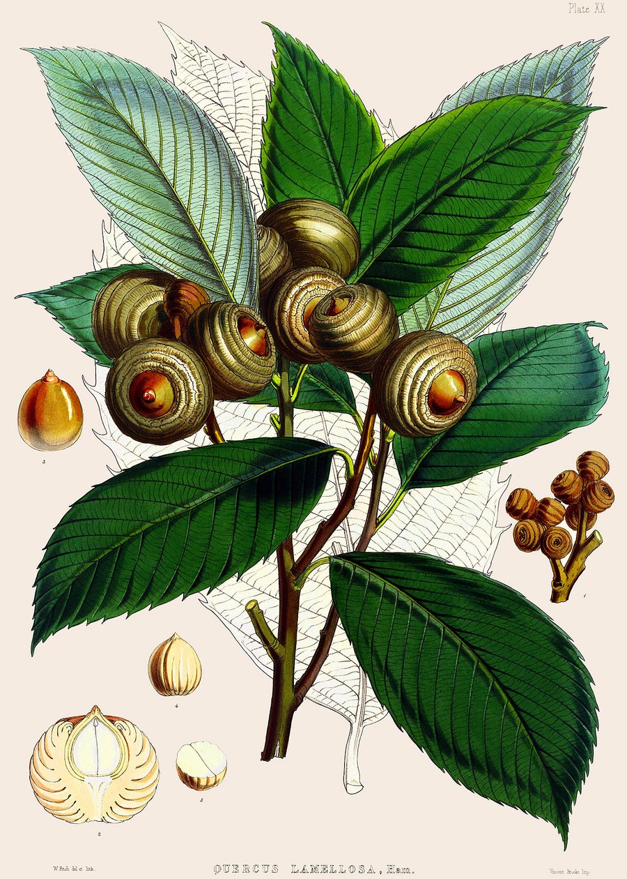 Quercus lamellosa, 1890 tekijältä Joseph Dalton Hooker