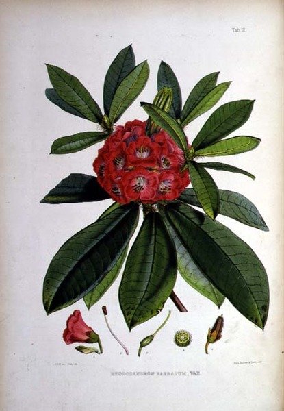 Rhododendron: Barbatum, litografia Walter Hood Fitch tekijältä Joseph Dalton Hooker