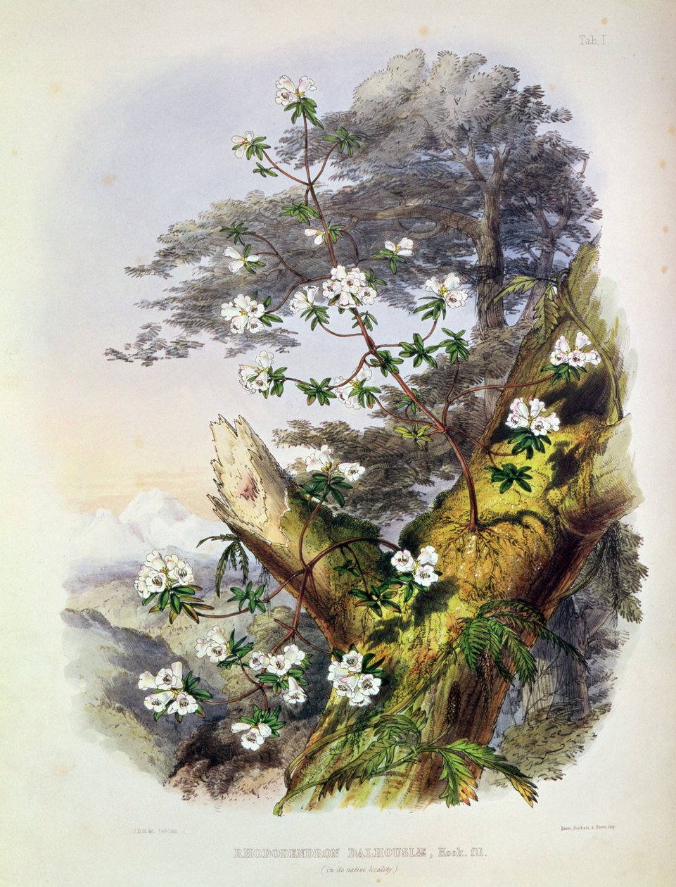 Rhododendron: Dalhousie, piirros teoksesta "Rhododendrons of the Sikkim Himalaya", painanut Reeve Benham und Reeve, 1849-50 (värilitografia) tekijältä Joseph Dalton Hooker