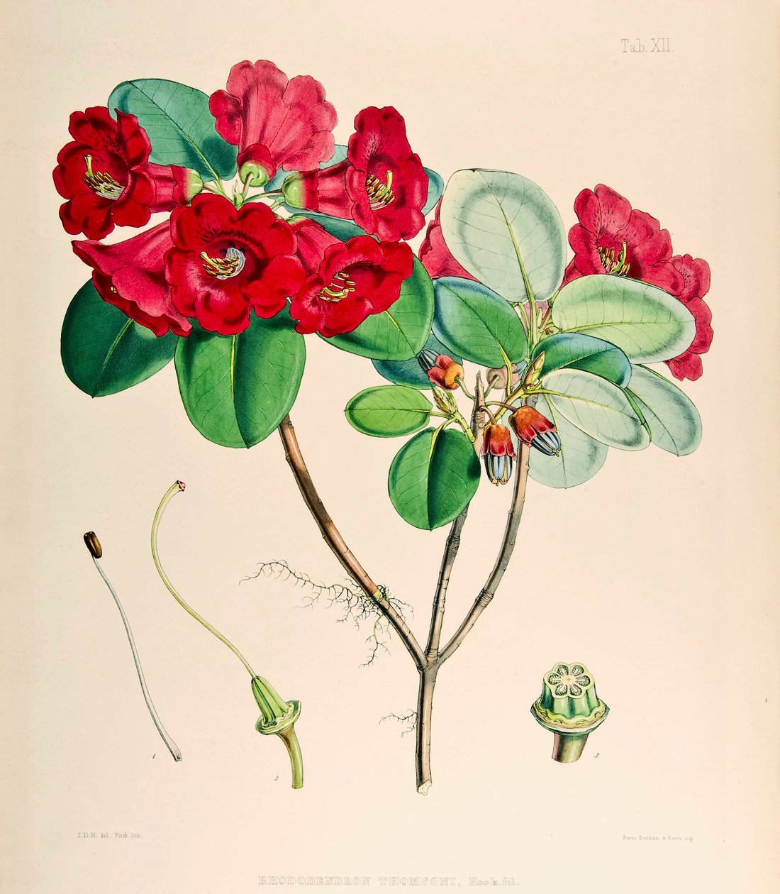 Rhododendron thomsonii, 1895 tekijältä Joseph Dalton Hooker