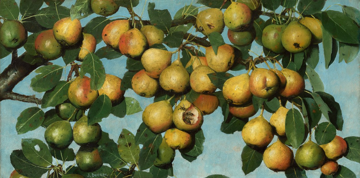Kypsyvät päärynät, noin 1884-1885 (öljy kankaalle) tekijältä Joseph Decker