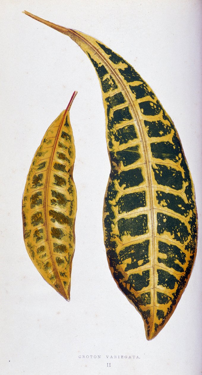 Croton leaf variegata. Kasvitieteellinen taulu "" Kasveilla värikkäillä lehdillä. London Horticulture Societyn jäsenten Edward Joseph Lowen ja W. Howardin kokoelma merkittävimpiä puutarhojen, kasvihuoneiden ja huoneistojen sisustamiseen käytettyjä lajeja.  tekijältä Joseph Edward and Howard W Lowe