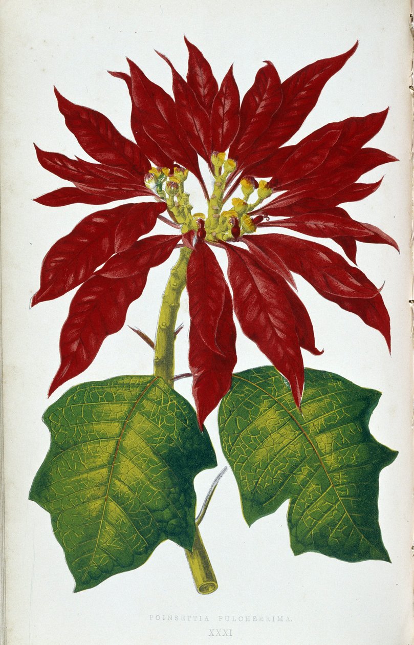 Poinsettia Pulcherriman kukka ja lehdet. Kasvitieteellinen taulu "" Kasveilla värikkäillä lehdillä. London Hortin jäsenten Edward Joseph Lowen ja W. Howardin kokoelma merkittävimpiä puutarhojen, kasvihuoneiden ja huoneistojen sisustamiseen käytettyjä lajej tekijältä Joseph Edward and Howard W Lowe