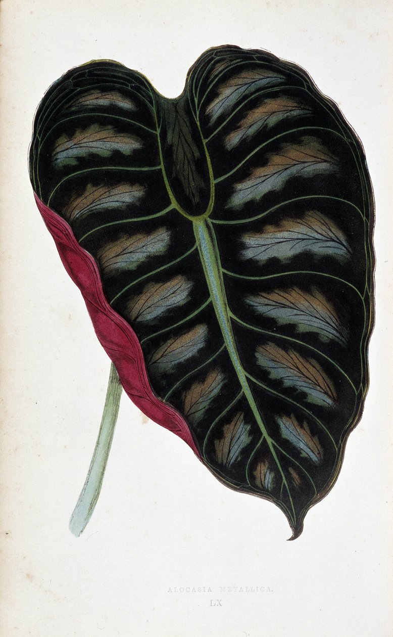 Alocasia metallican lehti. Kasvitieteellinen taulu "" Kasveissa, joissa on värillinen lehti. London Horticulture Societyn jäsenten Edward Joseph Lowen ja W. Howardin kokoelma merkittävimpiä puutarhojen, kasvihuoneiden ja huoneistojen sisustamiseen käytetty tekijältä Joseph Edward and Howard W Lowe