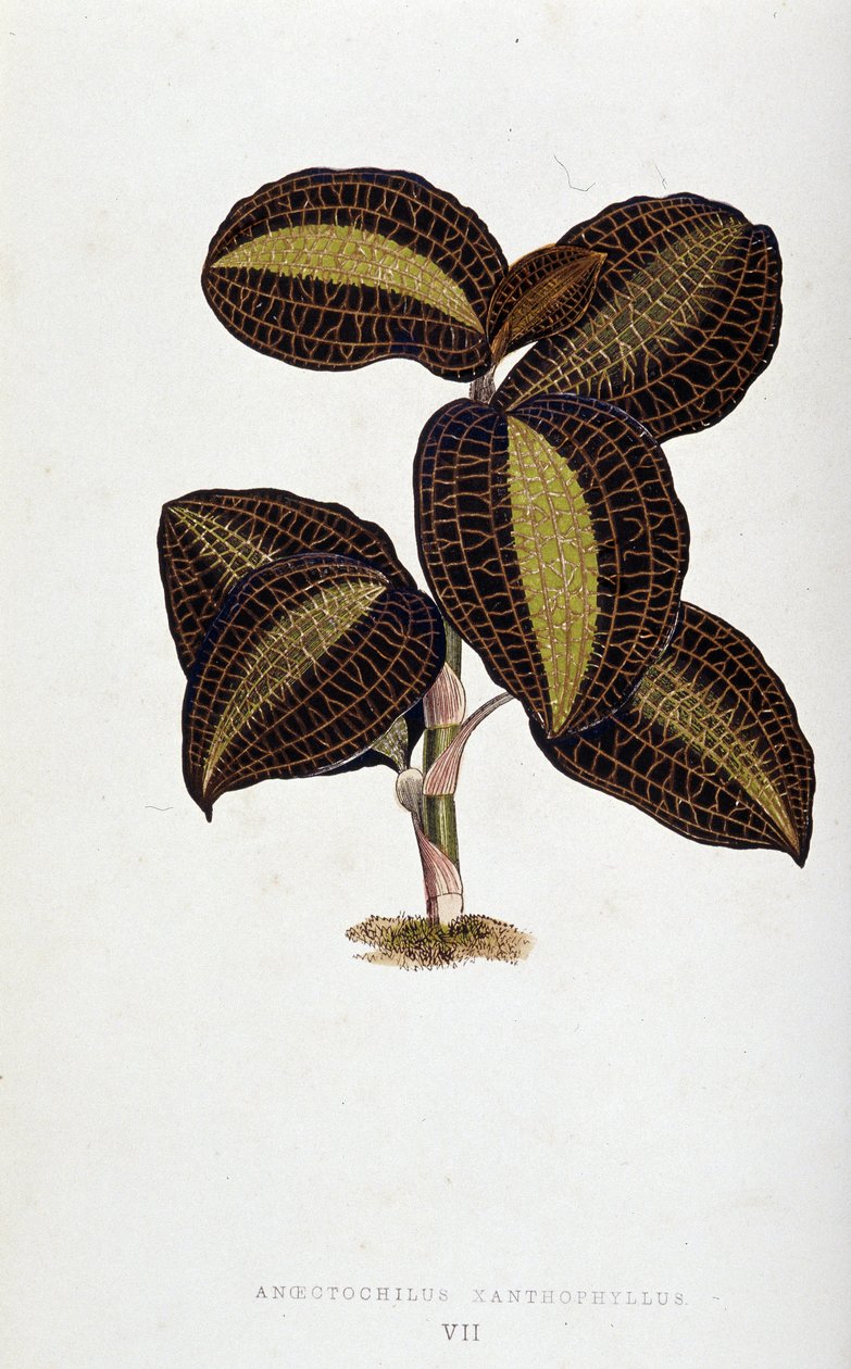 Anoectochilus Xantophyllus -lajin lehti. Kasvitieteellinen taulu "" Kasveilla värikkäillä lehdillä. tekijältä Joseph Edward and Howard W Lowe