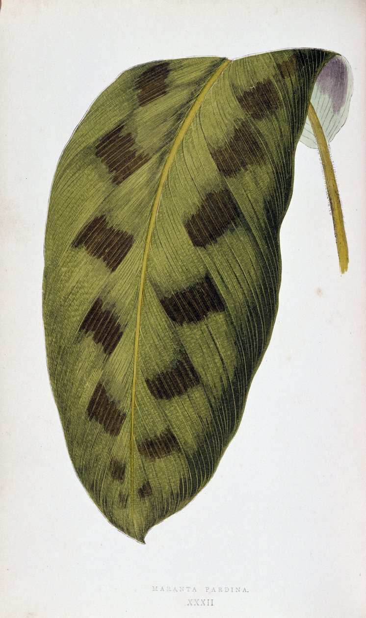 Maranta Pardinan lehti. Kasvitieteellinen taulu "" Kasveilla värikkäillä lehtineen. London Horticulture Societyn jäsenten Edward Joseph Lowen ja W. Howardin kokoelma merkittävimpiä puutarhojen, kasvihuoneiden ja huoneistojen sisustamiseen käytettyjä lajeja tekijältä Joseph Edward and Howard W Lowe