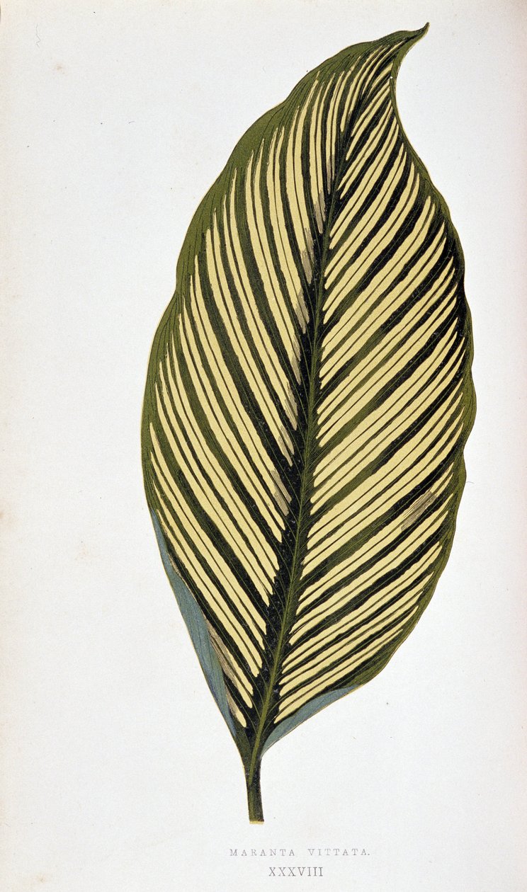 Maranta Vittatan lehti. Kasvitieteellinen taulu "" Kasveilla värikkäillä lehtineen. London Horticulture Societyn jäsenten Edward Joseph Lowen ja W. Howardin kokoelma merkittävimpiä puutarhojen, kasvihuoneiden ja huoneistojen sisustamiseen käytettyjä lajeja tekijältä Joseph Edward and Howard W Lowe