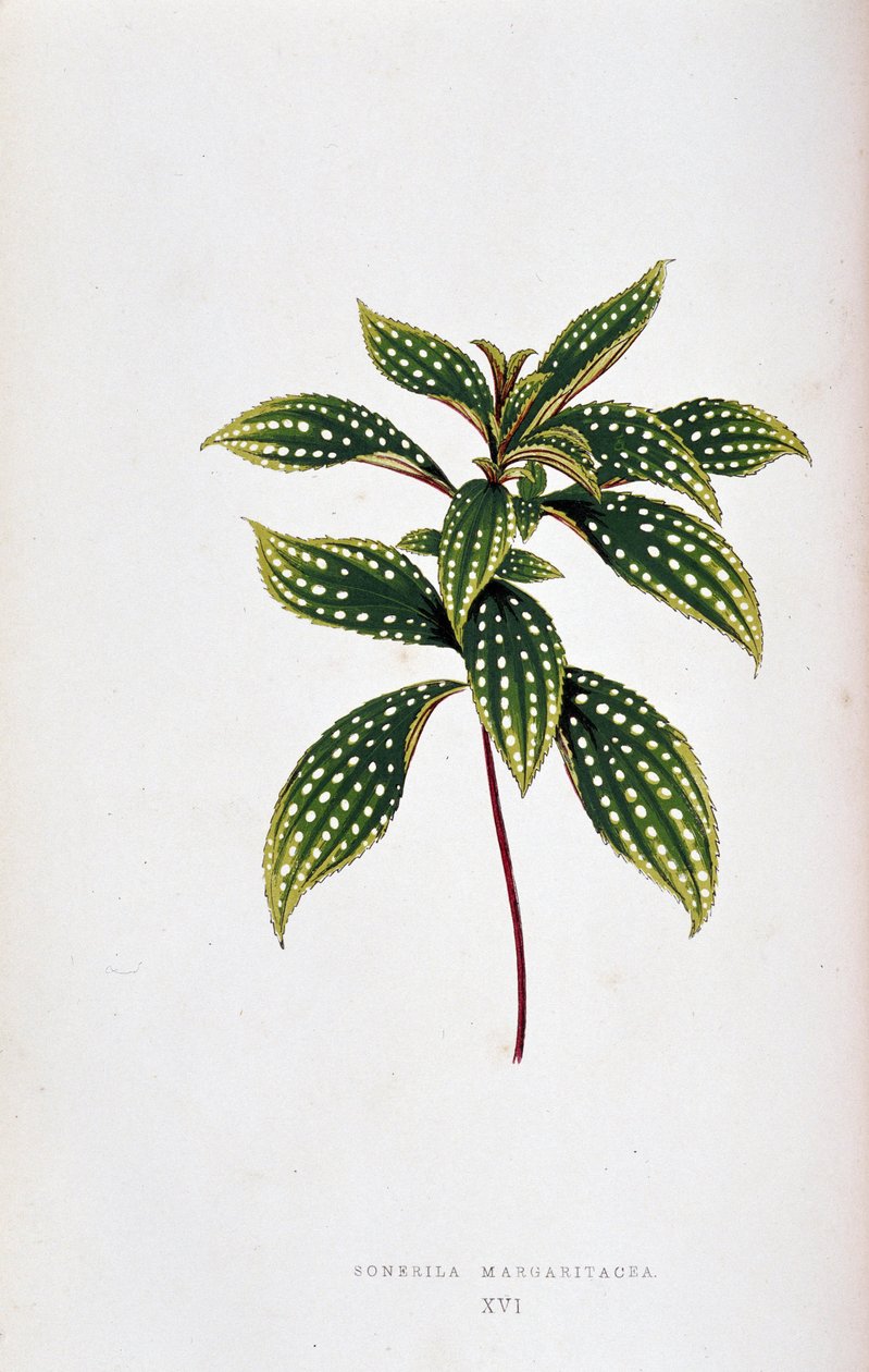 Sonerila margaritacean lehti. Kasvitieteellinen taulu "" Kasveilla värikkäillä lehdillä. London Horticulture Socie -järjestön jäsenten Edward Joseph Lowen ja W. Howardin kokoelma merkittävimmistä puutarhojen, kasvihuoneiden ja huoneistojen sisustamiseen kä tekijältä Joseph Edward and Howard W Lowe