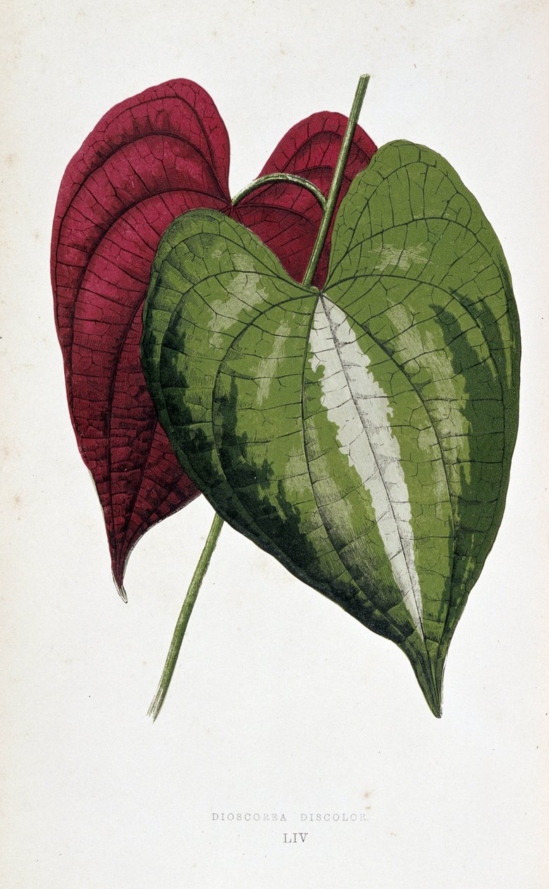 Jamsinlehtiä 2 värissä (Dioscorea discolor). Kasvitieteellinen taulu "" Kasveilla värikkäillä lehdillä. London Hortin jäsenten Edward Joseph Lowen ja W. Howardin kokoelma merkittävimpiä puutarhojen, kasvihuoneiden ja huoneistojen sisustamiseen käytettyjä l tekijältä Joseph Edward and Howard W Lowe