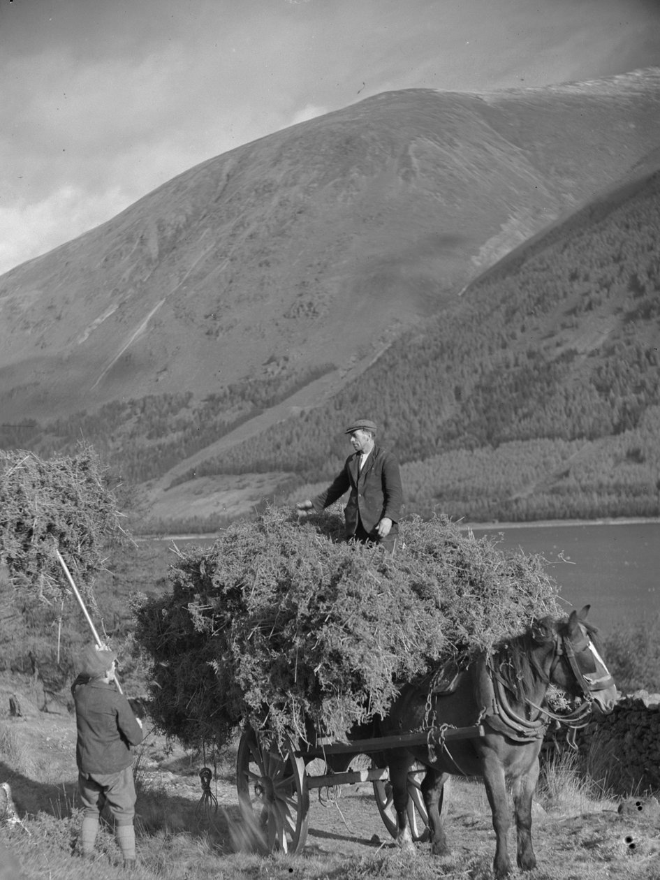 Mies seisoo kuormatun ruohokärryn päällä, kun toinen kuormittaa lisää haarukalla. tekijältä Joseph Hardman