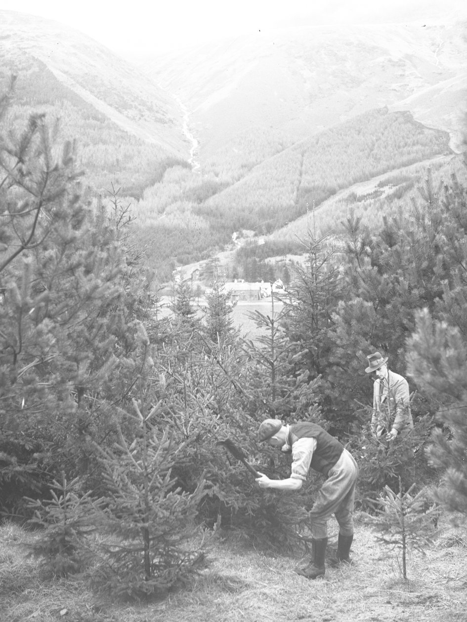 Kaksi miestä kaataa joulukuusen kirveellä, takana Thirlmere tekijältä Joseph Hardman