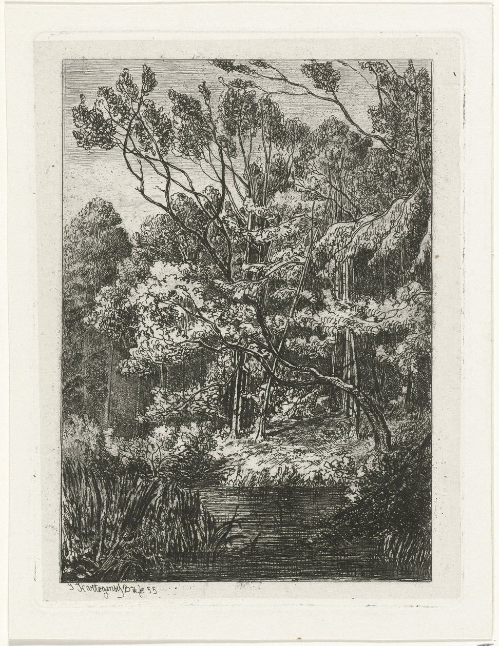 metsänäkymä tekijältä Joseph Hartogensis