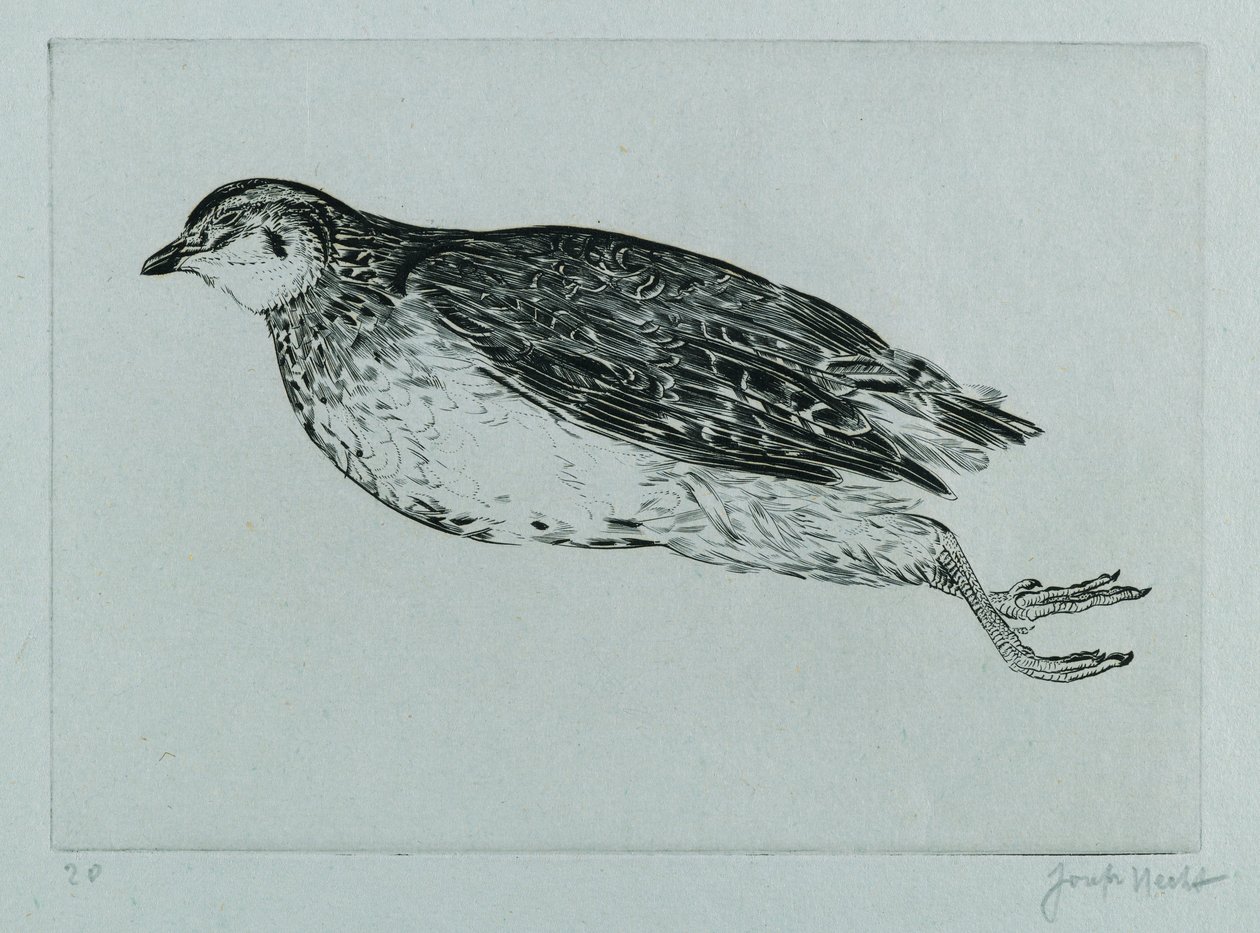 Dead Partridge (La Perdrix) (kaiverrus) tekijältä Joseph Hecht