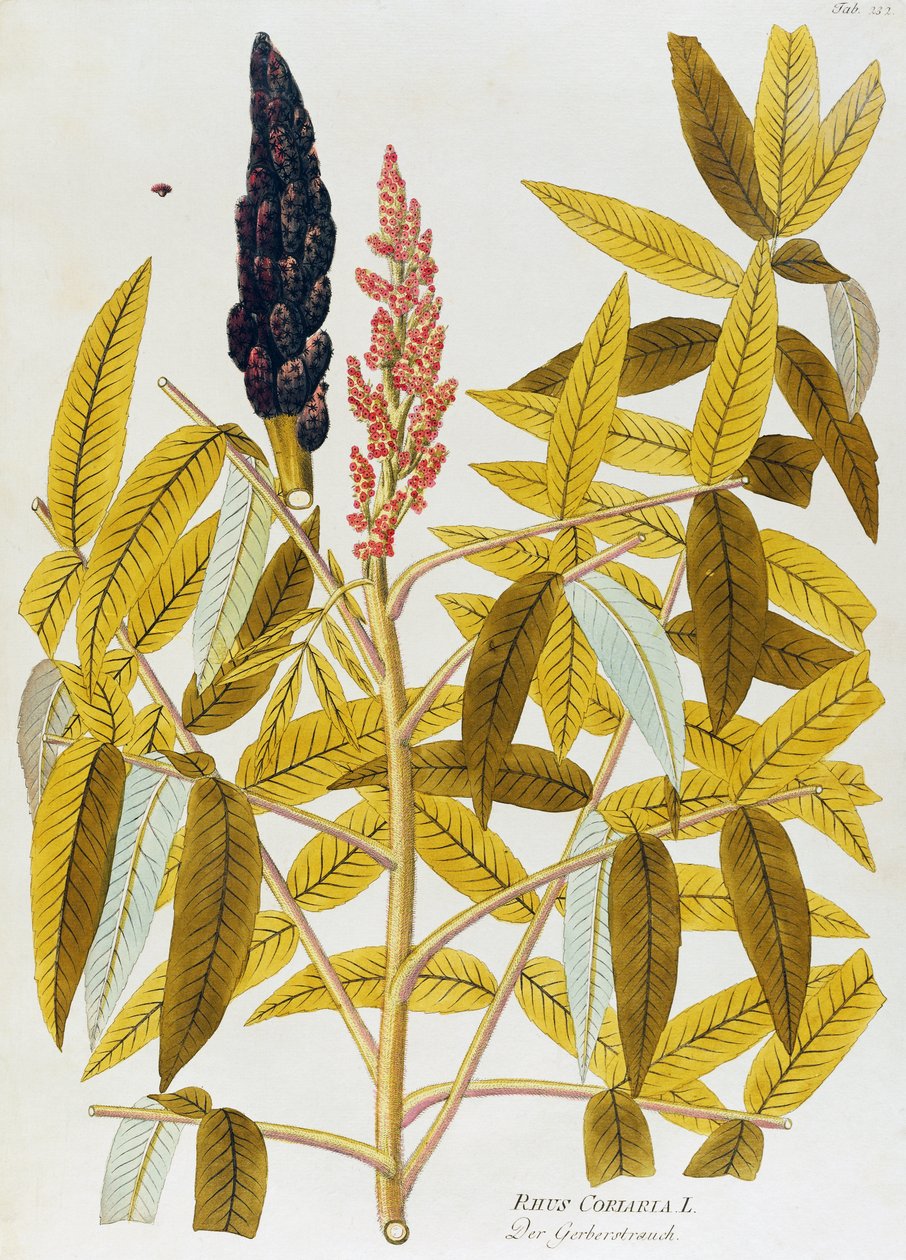 Jalavalehtinen sumakki tai sisilialainen sumakki (Rhus coriaria), kirjoittanut Joseph Jacob von Plenck (1735-1807), lääkekasvien ikoneista, Wien tekijältä Joseph Jacob Plenck