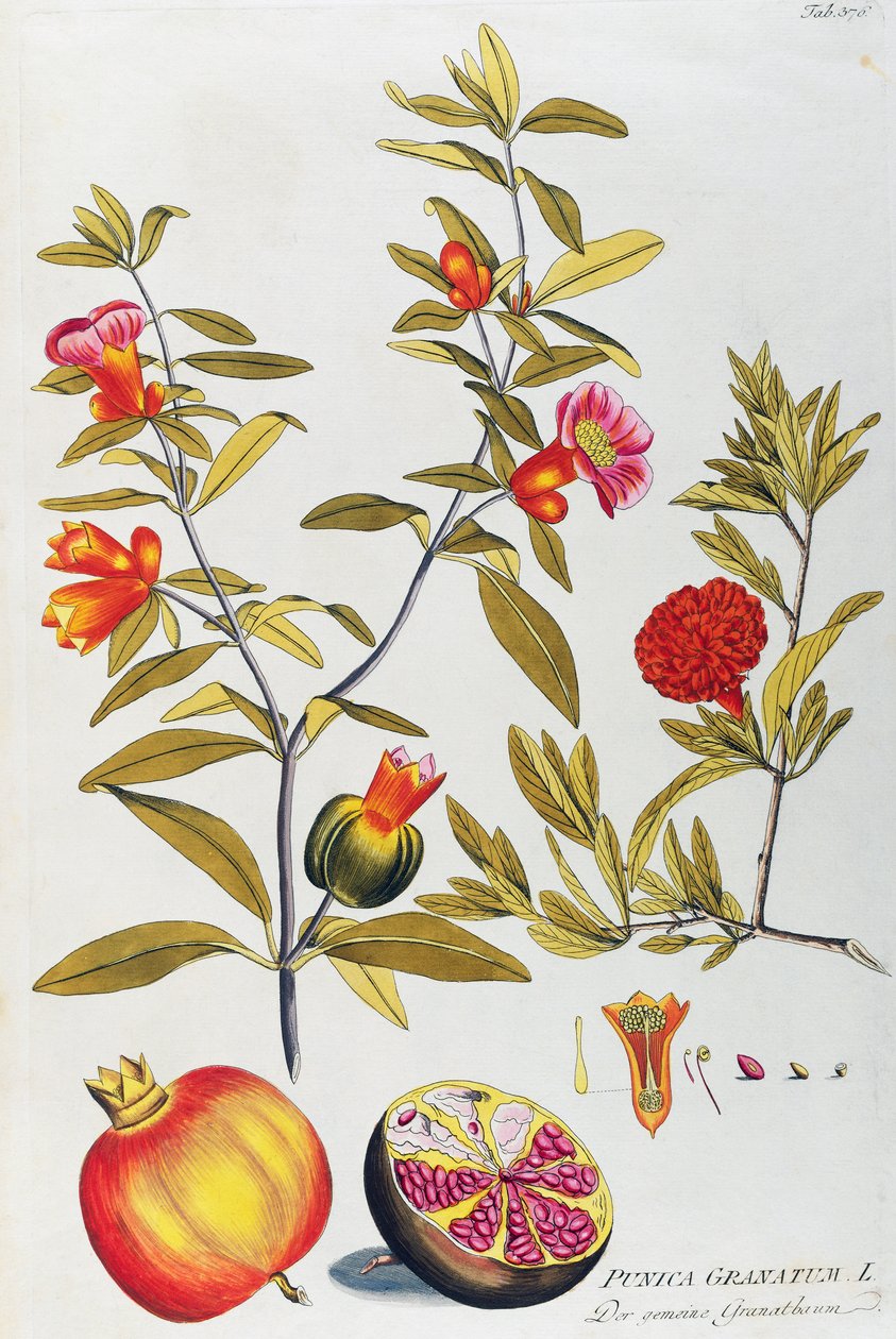 Granaattiomena (Punica granatum), kirjoittanut Joseph Jacob von Plenck (1735-1807), lääkekasvien ikoneista, Wien tekijältä Joseph Jacob Plenck