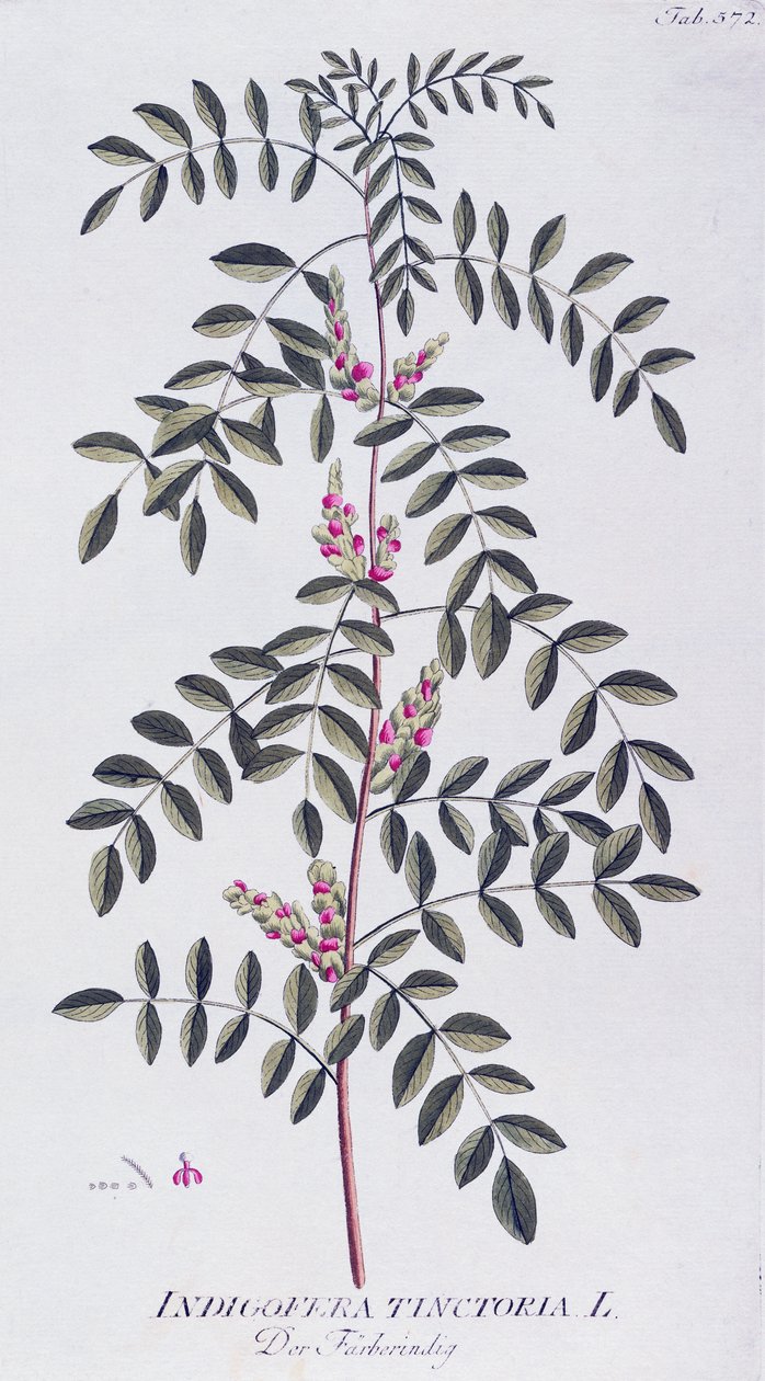 Aito indigo (Indigofera tinctoria), jonka on kirjoittanut Joseph Jacob von Plenck (1735-1807), Icones plantarum medicineium, Wien tekijältä Joseph Jacob Plenck