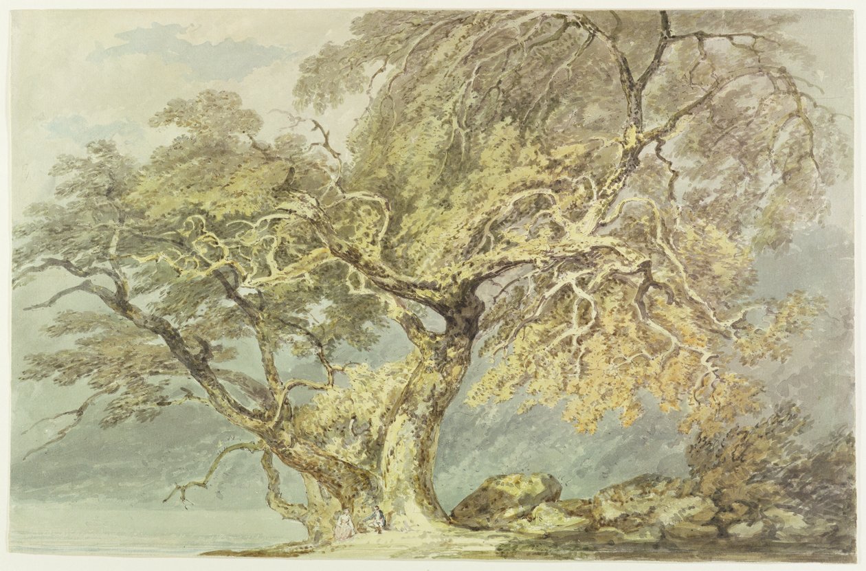 Suuri puu, n.1796 (grafiitti paperille). tekijältä Joseph Mallord William Turner