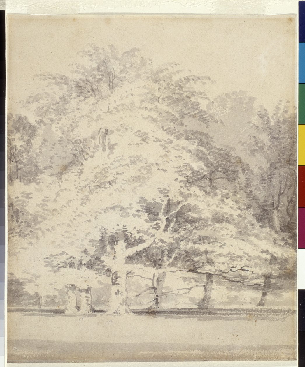 Beech Trees (harmaa muste huuhtelee kynällä valkoisella paperilla) tekijältä Joseph Mallord William Turner