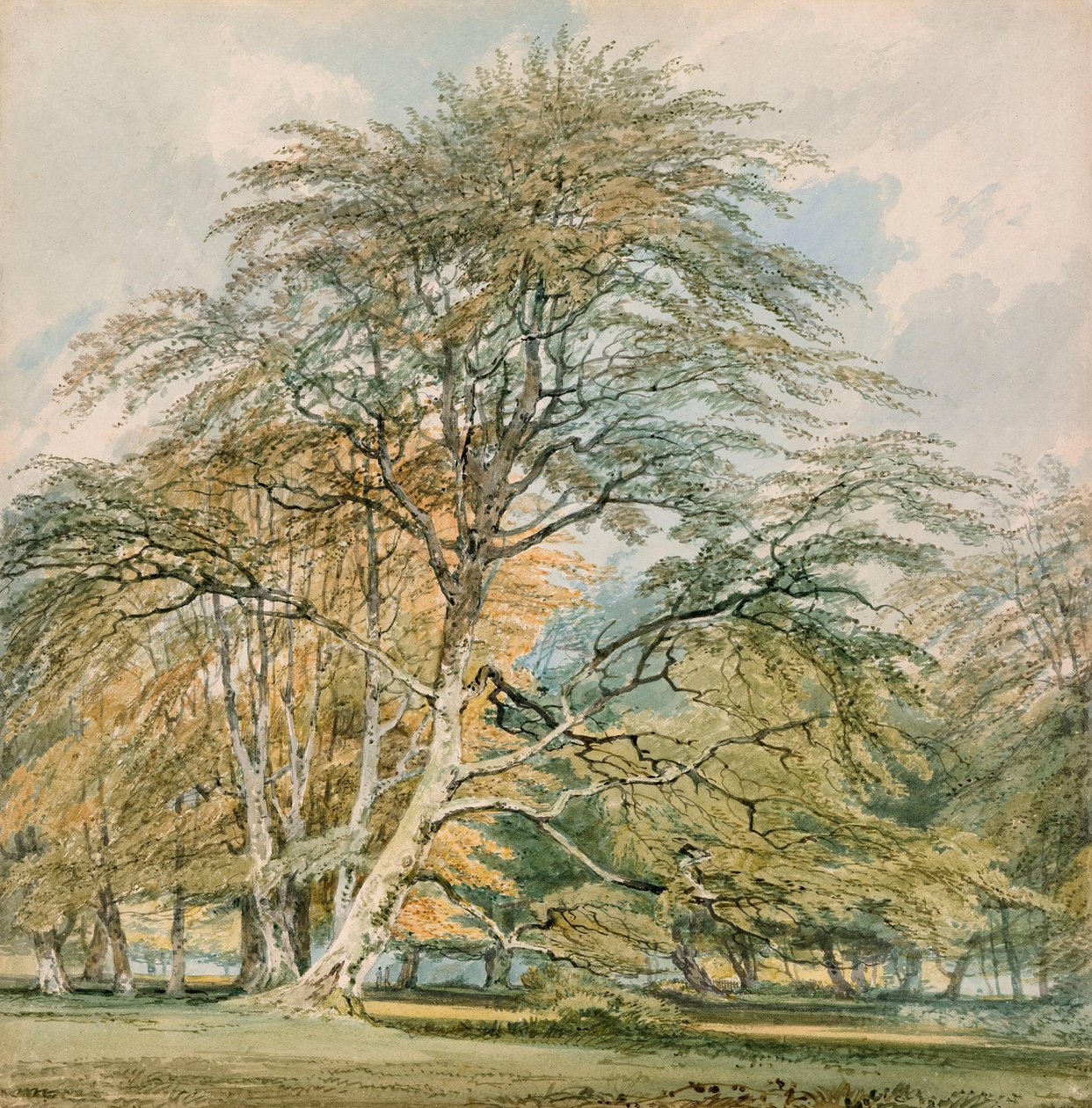 Pyökkipuita Norbury Parkissa, Leatherheadissa, Surreyssa tekijältä Joseph Mallord William Turner
